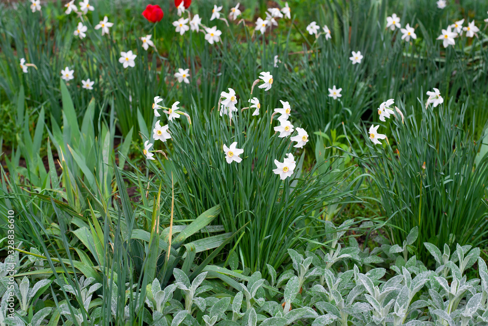 Blooming white daffodils on a personal plot in the village Blooming white daffodils on a personal plot in the village