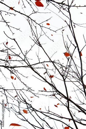 branches of a tree