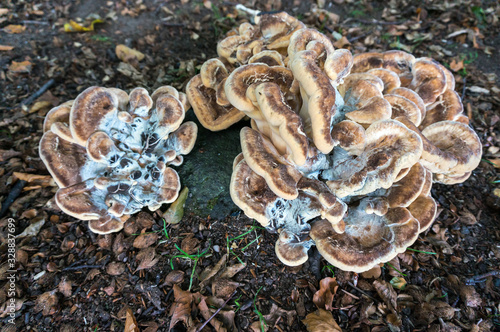 Bracket Fungus