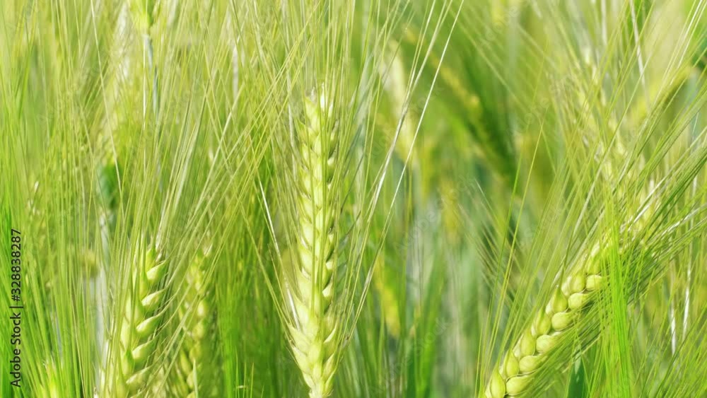 Closeup unripe green wheat kernels before harvest at windy day. Beautiful cereal field in summer. Concept of rich harvest, green grass corn crop. Symbol of abundance, life, fertility. Diet concept Closeup unripe green wheat kernels before harvest at windy day. Beautiful cereal field in summer. Concept of rich harvest, green grass corn crop. Symbol of abundance, life, fertility. Diet concept