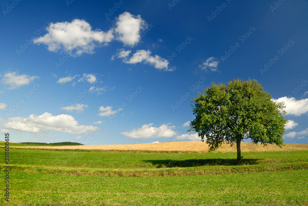 Spring view, lonely tree among green fields