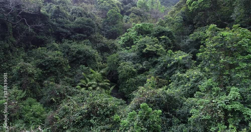 Drone aerial view of green forest from top Drone aerial view of green forest from top