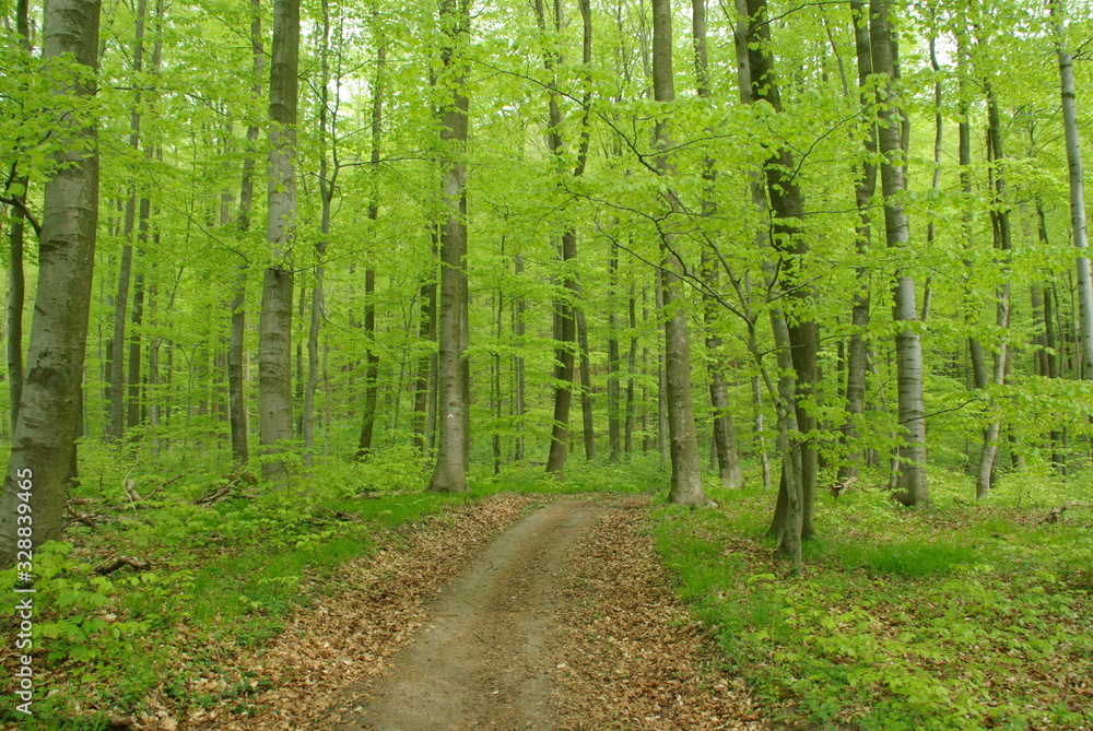 Fototapeta premium Frühlingswald