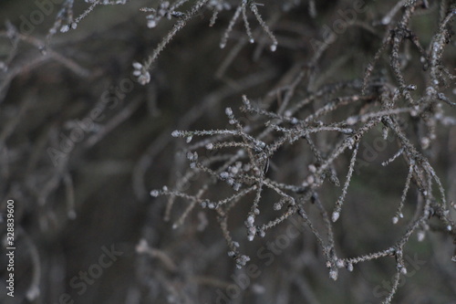 spiders web with water drops