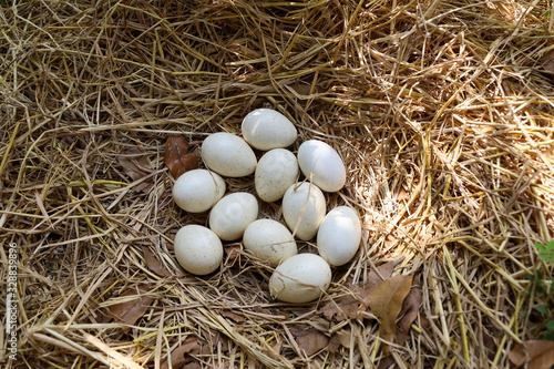 Group White Turkey egg on hay nest in garden at thailand