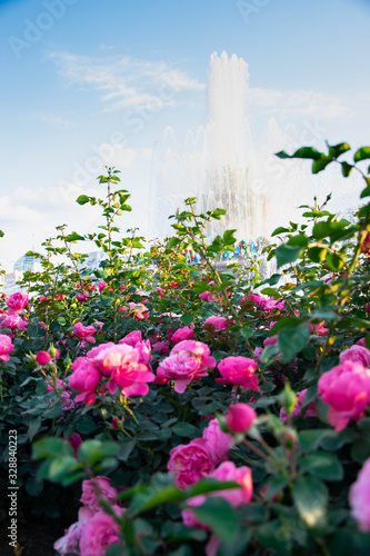 Flower blossom in the Moscow park