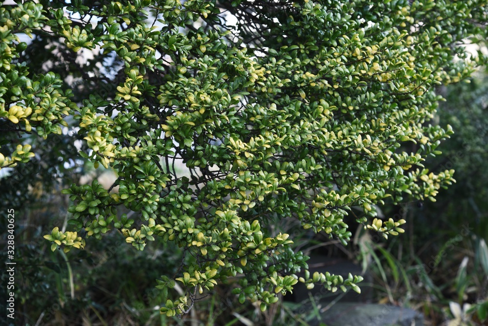Japanese box tree (Buxus microphylla) Japanese box tree (Buxus microphylla)