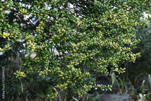 Japanese box tree (Buxus microphylla)
