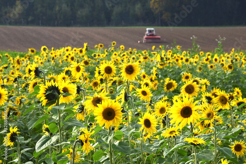 Ein Sonnenblumenfeld im Herbst im Salzkammergut mit einem Traktor im Hintergrund - A sunflower field in autumn in the Salzkammergut with a tractor in the background
