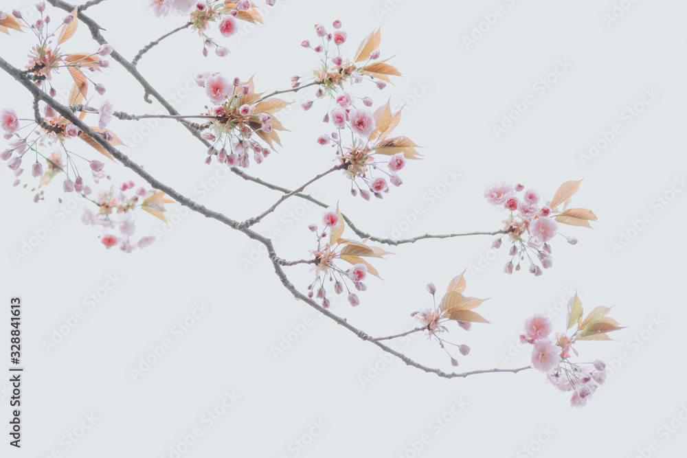 Simple Cherry blossom backgrounds perfect for your design. Simple Cherry blossom backgrounds perfect for your design.