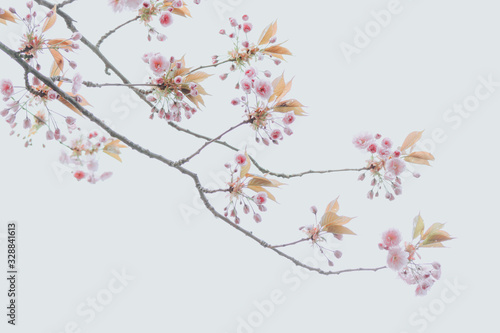 Simple Cherry blossom backgrounds perfect for your design.  © belyaaa