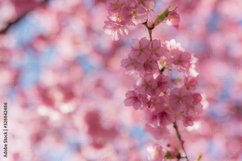 Fototapeta premium 三浦海岸 河津桜まつり