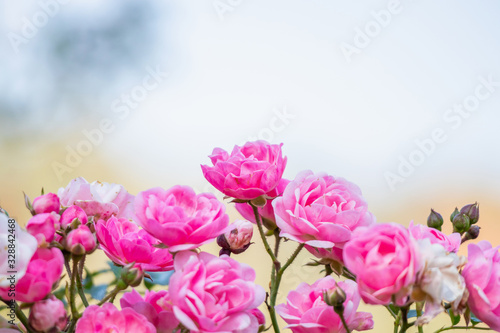 Fototapeta Naklejka Na Ścianę i Meble -  Beautiful pink roses flower in the garden