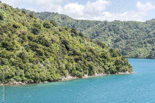 lush vegetation of green forest on shore, near Picton, Queen Charlotte Sound, New Zealand