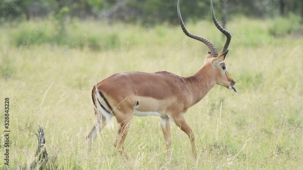 Slow motion Impala walking through savanna in Kenya Slow motion Impala walking through savanna in Kenya