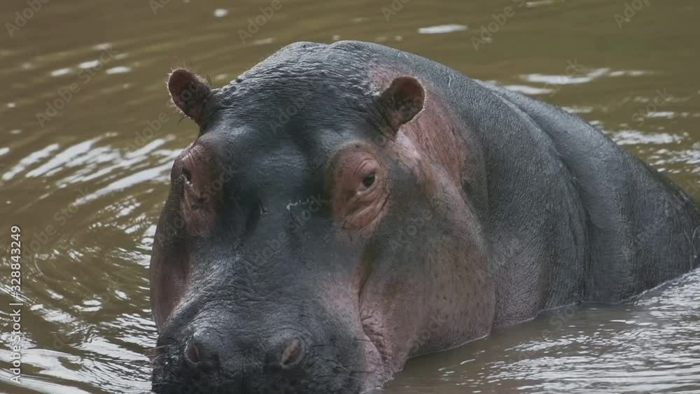 Slow motion of dangerous Hippo in water in a river in Kenya Slow motion of dangerous Hippo in water in a river in Kenya