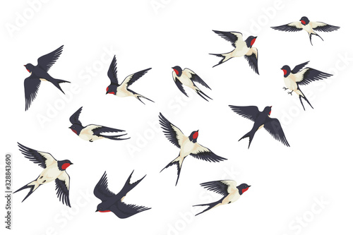 Flying birds flock. Cartoon hand drawn swallows in fight with different poses, kids illustration isolated on white. Vector set colourful image freedom swallow group photo