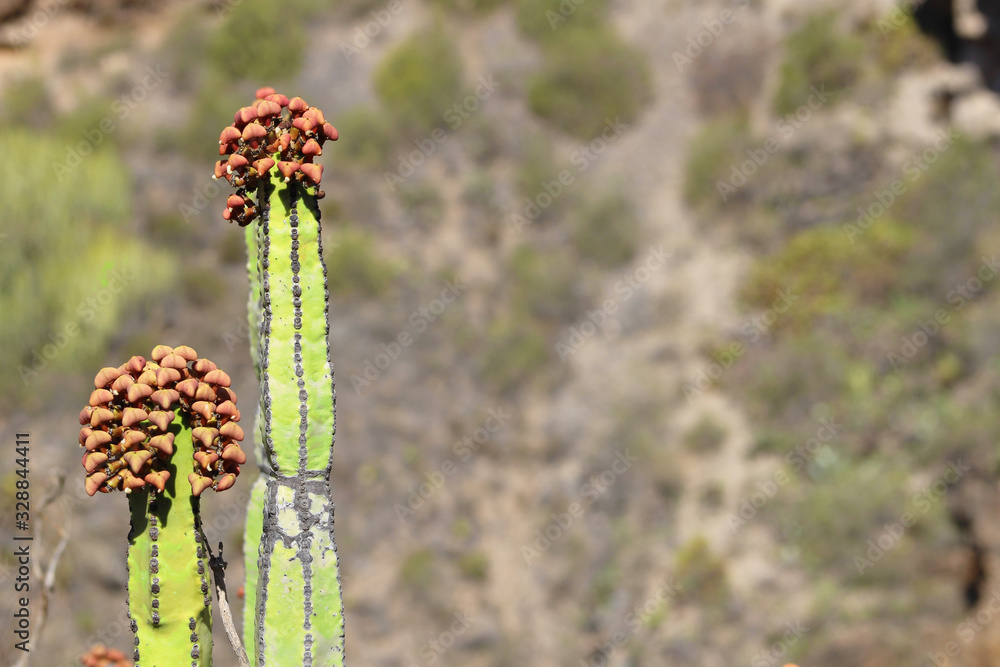 Cardón, Euphorbia canariensis Cardón, Euphorbia canariensis