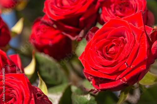 red roses in spring in close-up