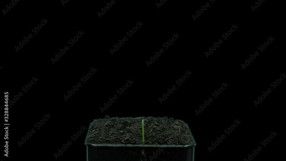 Time-lapse of germinating microgreens oat seed (Avena sativa) 4c4 in 4K PNG+ format with ALPHA transparency channel isolated on black background Time-lapse of germinating microgreens oat seed (Avena sativa) 4c4 in 4K PNG+ format with ALPHA transparency channel isolated on black background