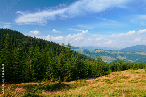 wild nature, summer landscape in carpathian mountains, wildflowers and meadow, spruces on hills, beautiful cloudy sky © soleg