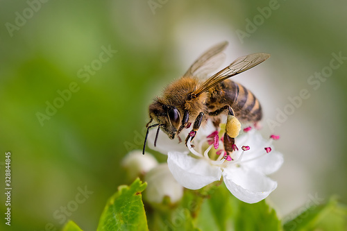 Fotografering Close-up of a heavily loaded bee on a white flower on a sunny meadow