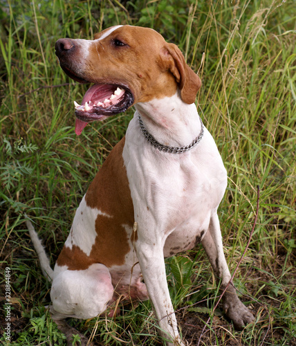 english pointer dog