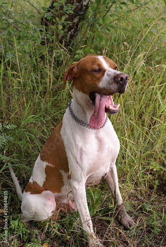 english pointer
