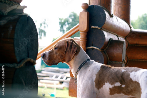english pointer