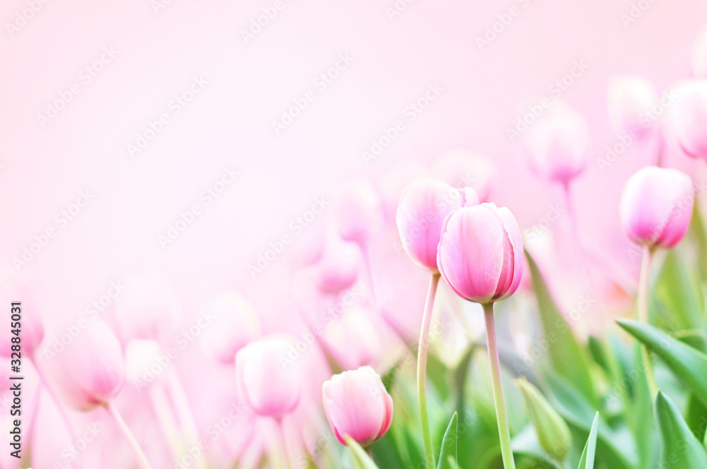Spring blossoming tulips in garden, springtime pink flowers field background, pastel and soft floral card, selective focus, toned Spring blossoming tulips in garden, springtime pink flowers field background, pastel and soft floral card, selective focus, toned