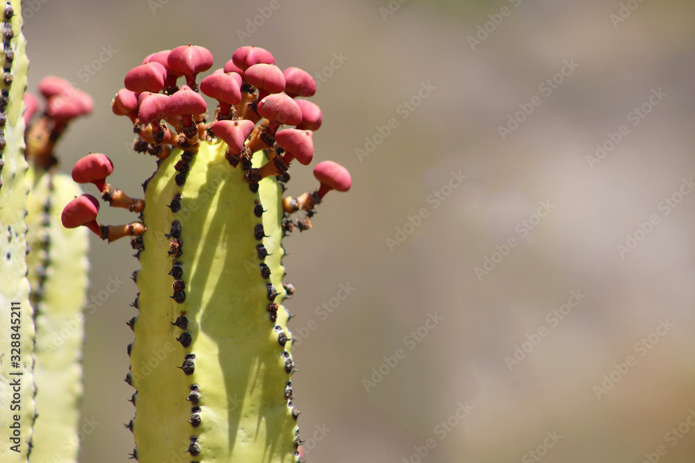 Cardón, Euphorbia canariensis Cardón, Euphorbia canariensis