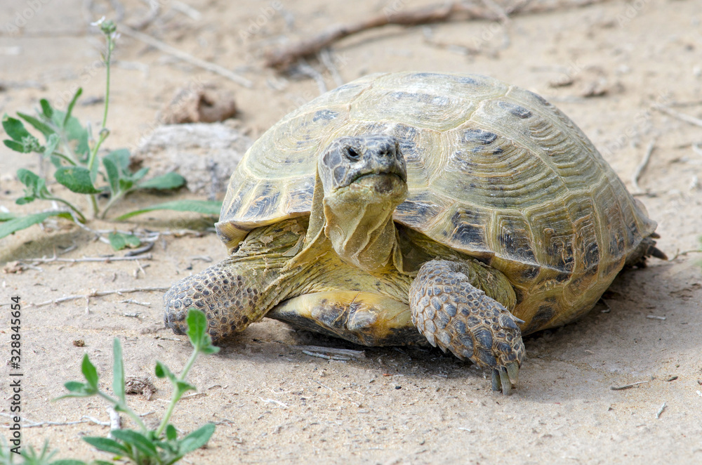 The Russian tortoise (Agrionemys horsfieldii), also commonly known as the Afghan tortoise, the Central Asian tortoise. Kyzylkum Desert, Uzbekistan, Central Asia. The Russian tortoise (Agrionemys horsfieldii), also commonly known as the Afghan tortoise, the Central Asian tortoise. Kyzylkum Desert, Uzbekistan, Central Asia.