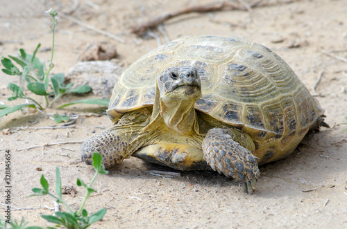 The Russian tortoise (Agrionemys horsfieldii), also commonly known as the Afghan tortoise, the Central Asian tortoise. Kyzylkum Desert, Uzbekistan, Central Asia.