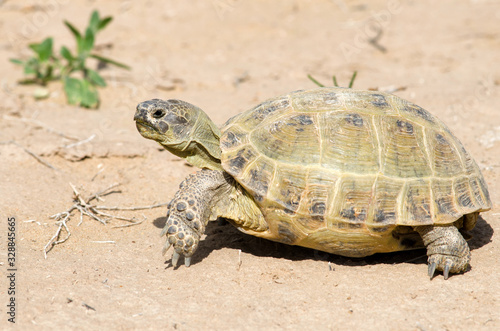 The Russian tortoise (Agrionemys horsfieldii), also commonly known as the Afghan tortoise, the Central Asian tortoise. Kyzylkum Desert, Uzbekistan, Central Asia.