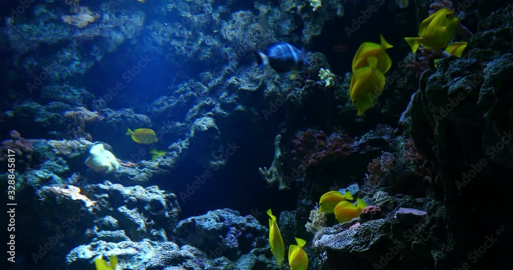 Tropical Fish Underwater Tropical Fish Underwater