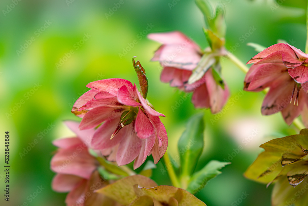 Fototapeta premium 春の花