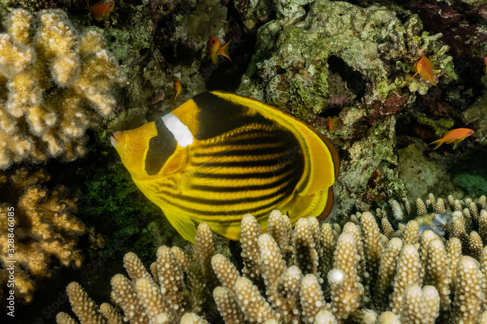 Fototapeta premium Fish swim in the Red Sea, colorful fish, Eilat Israel