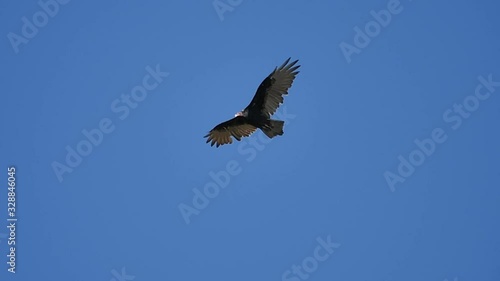 Turkey Vulture Slow Motion 96fps Big Sur California