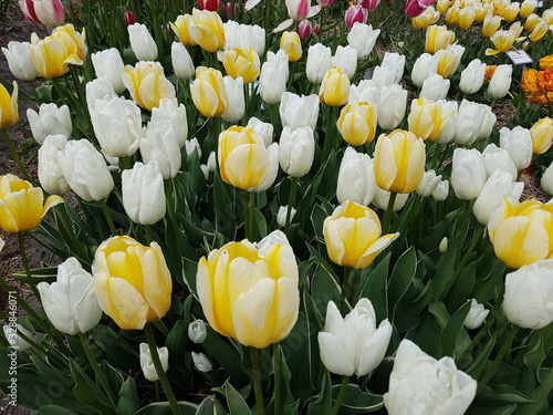 Tulipa Buttermilk, Tulpenbluete photo