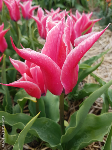 Tulipa Yonina, Tulpenbluete photo