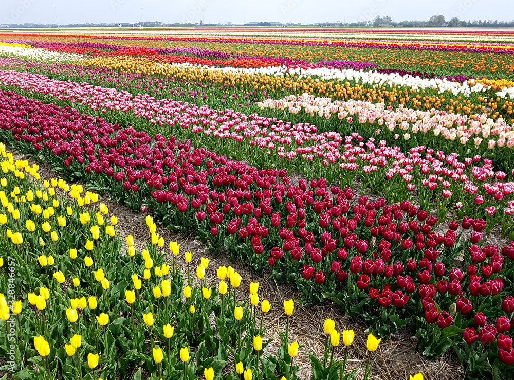 Tulpenfelder, Julianadorp, Nordholland Tulpenfelder, Julianadorp, Nordholland