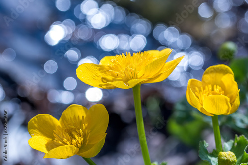 Three yellow blossoms against the sparkling background of a small stream. 