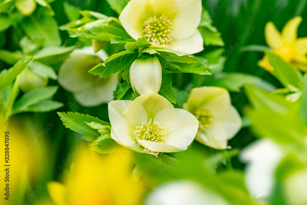 Obraz premium 春の花