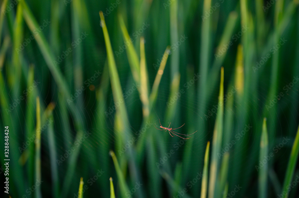Abstract blurred green nature and soft focus of spider web on sunshine day with bokeh background. Abstract blurred green nature and soft focus of spider web on sunshine day with bokeh background.