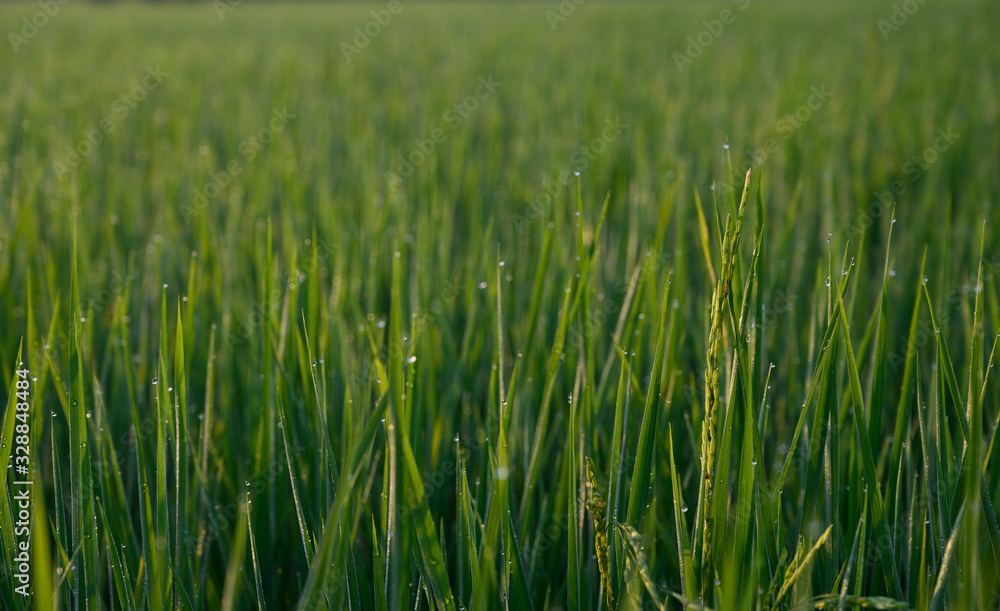 natural green background,selective focus. natural green background,selective focus.