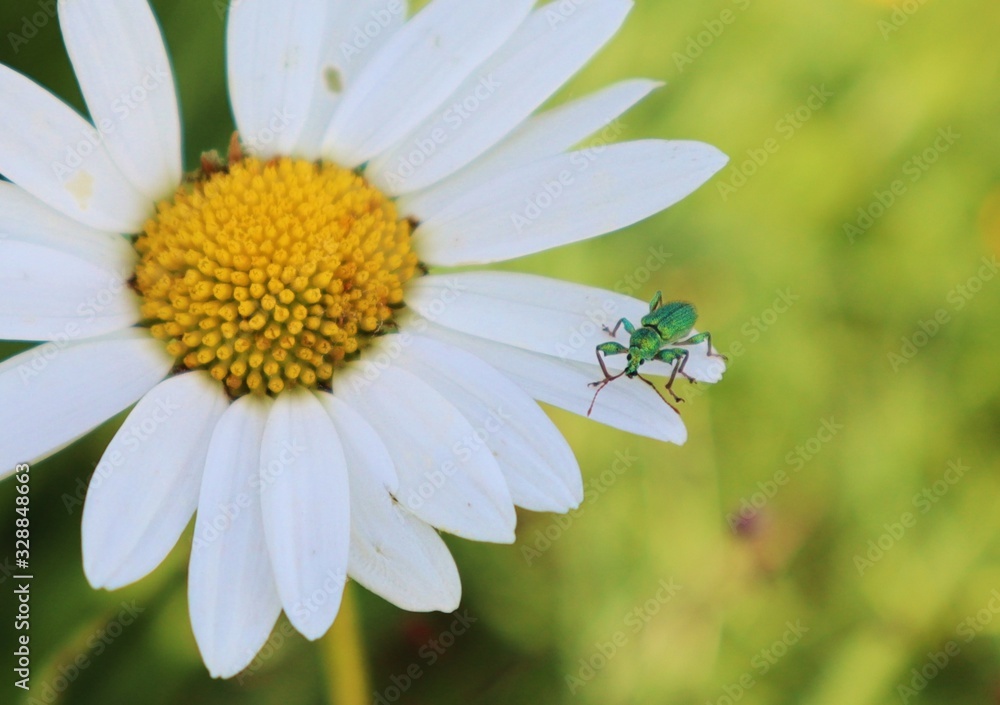 Käfer auf Blume Margarite Käfer auf Blume Margarite