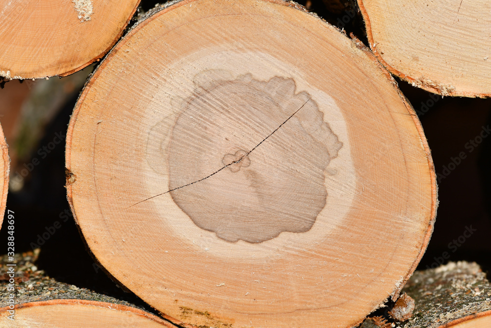 Naklejka premium Buchenstamm