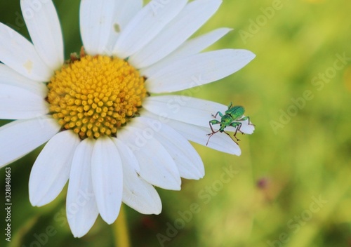 Käfer auf Blume Margarite