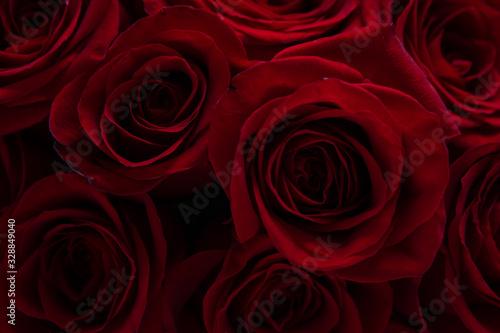 Red roses close-up. Background