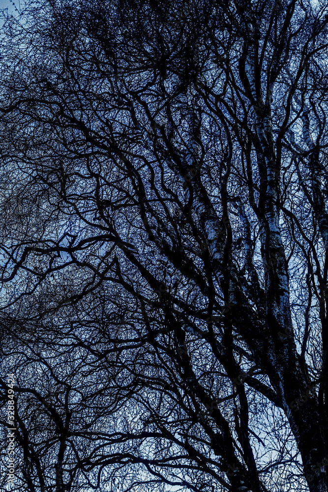 branches tree, beautiful abstract structure, branches tree, beautiful abstract structure,